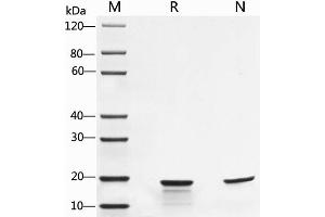 2 μg of IL-1β, Mouse was resolved with SDS-PAGE under reducing (R) and non-reducing (N) conditions and visualized by Coomassie Blue staining. (IL-1 beta Protéine)