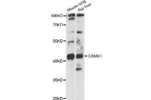 Western blot analysis of extracts of various cell lines, using CAMK1 antibody (ABIN6291853) at 1:3000 dilution. (CAMK1 anticorps)