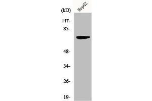 Western Blot analysis of HepG2 cells using MMP-16 Polyclonal Antibody (MMP16 anticorps  (C-Term))