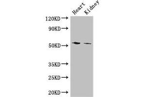 Western Blot Positive WB detected in: Mouse heart tissue, Mouse kidney tissue All lanes: CYP11B1 antibody at 3 μg/mL Secondary Goat polyclonal to rabbit IgG at 1/50000 dilution Predicted band size: 58, 50 kDa Observed band size: 58 kDa