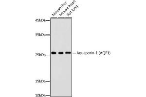 Western blot analysis of extracts of various cell lines, using Aquaporin-1  antibody (ABIN7265651) at 1:500 dilution. (Aquaporin 1 anticorps  (C-Term))