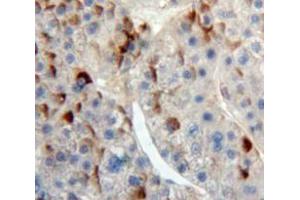 Used in DAB staining on fromalin fixed paraffin-embedded Liver tissue (IREM1 anticorps  (AA 45-310))
