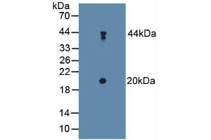 Western blot analysis of Mouse Cerebellum Tissue. (TSC22D3 anticorps  (AA 1-134))