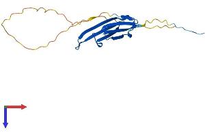 AlphaFold protein structure predicition of Human Recombinant HSPB7 Protein, UniprotID Q9UBY9