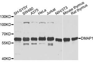 Western blot analysis of extracts of various cells, using DMAP1 antibody. (DMAP1 anticorps)