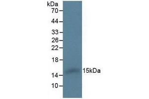 Figure. (HBA1 anticorps  (AA 2-142))
