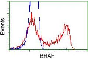 Image no. 5 for anti-B-Raf proto-oncogene, serine/threonine kinase (BRAF) antibody (ABIN1496952) (BRAF anticorps)