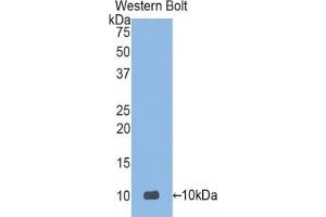 Detection of Recombinant DEFa3, Human using Polyclonal Antibody to Defensin Alpha 3, Neutrophil Specific (DEFa3)