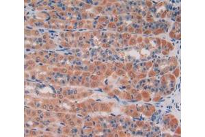 IHC-P analysis of stomach tissue, with DAB staining. (GAS6 anticorps  (AA 100-312))