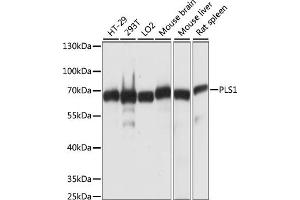 Western blot analysis of extracts of various cell lines, using PLS1 antibody (ABIN7269391) at 1:1000 dilution. (PLS1 anticorps  (AA 1-110))