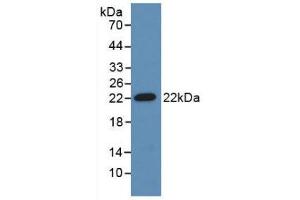 Western blot analysis of recombinant Mouse ADM. (Adrenomedullin anticorps  (AA 24-171))