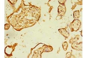 Immunohistochemistry of paraffin-embedded human placenta tissue using ABIN7151992 at dilution of 1:100