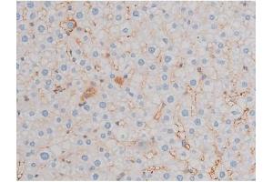 ABIN6255699 and ABIN6267466 at 1/200 staining Rat liver tissue sections by IHC-P. (CDC25A anticorps  (pThr507))