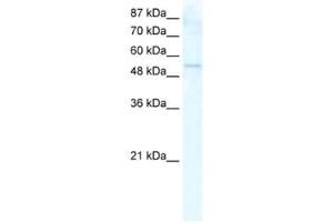 Western Blotting (WB) image for anti-DEAD (Asp-Glu-Ala-As) Box Polypeptide 19A (DDX19A) antibody (ABIN2461353) (DDX19A anticorps)