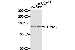 Western blot analysis of extracts of various cell lines, using PTPN23 antibody. (PTPN23 anticorps)