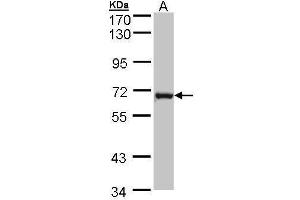 DENND1B anticorps  (Center)