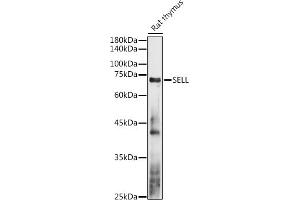Western blot analysis of extracts of Rat thymus, using SELL antibody (ABIN3022263, ABIN3022264, ABIN3022265 and ABIN6218704) at 1:1000 dilution.