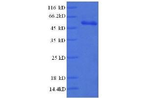SDS-PAGE (SDS) image for RAD23 Homolog A (RAD23A) (AA 2-201), (partial) protein (GST tag) (ABIN618825)