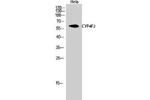 Western Blot (WB) analysis of HeLa cells using CYP4F2 Polyclonal Antibody. (CYP4F2 anticorps  (N-Term))