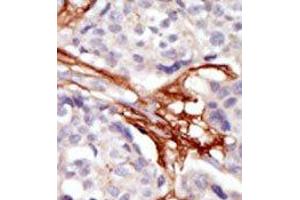Image no. 2 for anti-V-Yes-1 Yamaguchi Sarcoma Viral Oncogene Homolog 1 (YES1) (N-Term) antibody (ABIN360002) (YES1 anticorps  (N-Term))