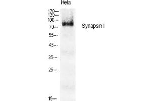 Western Blot analysis of various cells using Synapsin I Polyclonal Antibody diluted at 1:1000.