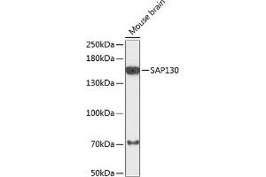 Western blot analysis of extracts of mouse brain, using S antibody (ABIN6132628, ABIN6147370, ABIN6147372 and ABIN6218063) at 1:3000 dilution. (SAP130 anticorps  (AA 819-1048))