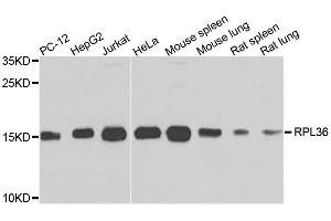Western blot analysis of extracts of various cell lines, using RPL36 antibody. (RPL36 anticorps  (AA 1-105))