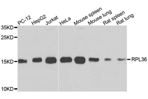 RPL36 anticorps  (AA 1-105)