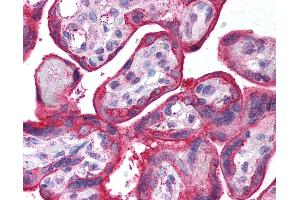 Anti-EGFR antibody IHC of human placenta.
