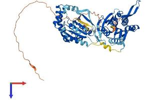 AlphaFold protein structure predicition of Human Recombinant UCKL1 Protein, UniprotID Q9NWZ5