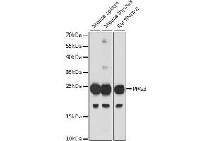 Western blot analysis of extracts of various cell lines, using PRG3 antibody (ABIN7269721) at 1:1000 dilution. (Proteoglycan 3 anticorps  (AA 18-225))
