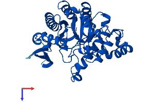 AlphaFold protein structure predicition of Mouse Recombinant Acmsd Protein, UniprotID Q8R519