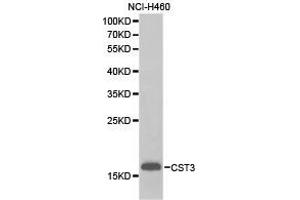 Western Blotting (WB) image for anti-Cystatin C (CST3) antibody (ABIN1872050) (CST3 anticorps)