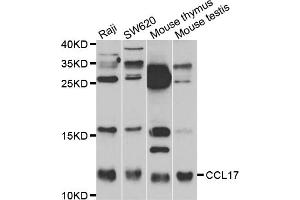 Western blot analysis of extracts of various cell lines, using CCL17 antibody (ABIN5971483) at 1:400 dilution. (CCL17 anticorps)