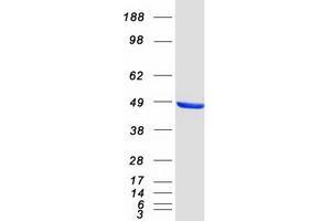 Validation with Western Blot