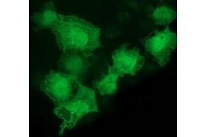 Anti-LMCD1 mouse monoclonal antibody (ABIN2454492) immunofluorescent staining of COS7 cells transiently transfected by pCMV6-ENTRY LMCD1 (RC200062). (LMCD1 anticorps)