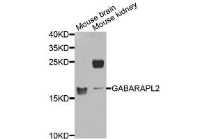 Western blot analysis of extracts of various cell lines, using GABARAPL2 antibody (ABIN5974960) at 1/1000 dilution. (GABARAPL2 anticorps)