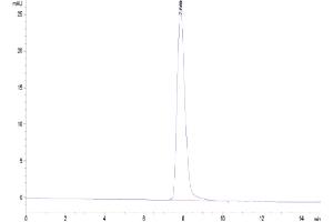 The purity of Canine CD46 is greater than 95 % as determined by SEC-HPLC.