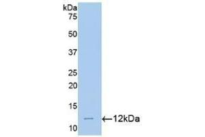Detection of Recombinant MTNR1A, Mouse using Polyclonal Antibody to Melatonin Receptor 1A (MTNR1A) (Melatonin Receptor 1A anticorps  (AA 300-353))