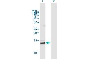 Western Blot analysis of PLA2G2E expression in transfected 293T cell line by PLA2G2E MaxPab polyclonal antibody.