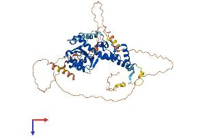 AlphaFold protein structure predicition of Human Recombinant EXD1 Protein, UniprotID Q8NHP7