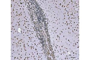 IHC analysis of SNRPN using anti-SNRPN antibody (ABIN3043934). (SNRPN anticorps  (N-Term))