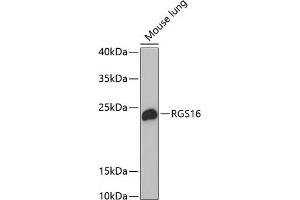 Western blot analysis of extracts of mouse lung, using RGS16 antibody (ABIN1682525, ABIN3018505, ABIN3018506 and ABIN6220488) at 1:1000 dilution. (RGS16 anticorps  (AA 1-202))