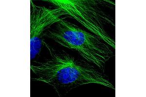Immunofluorescent analysis of 4 % paraformaldehyde-fixed, 0.
