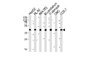 Western blot analysis of lysates from HepG2, HL-60, mouse NIH/3T3 cell line, mouse cerebellum and rat stomach tissue lysate, CHO, COS-7 cell line lysate(from left to right), using Beta-actin Antibody (ABIN387755 and ABIN2838006). (beta Actin anticorps)