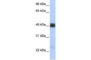 Western Blotting (WB) image for anti-Sarcoglycan, beta (43kDa Dystrophin-Associated Glycoprotein) (SGCB) antibody (ABIN2458826) (SGCB anticorps)