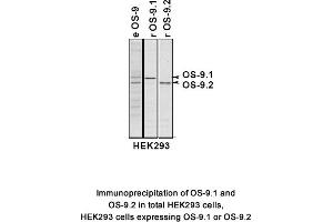 Image no. 2 for anti-Osteosarcoma Amplified 9, Endoplasmic Reticulum Lectin (OS9) (AA 300-400), (Isoform 1) antibody (ABIN363453) (OS9 anticorps  (Isoform 1))