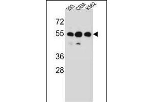 ZN Antibody (N-term) (ABIN656601 and ABIN2845861) western blot analysis in 293,CEM,K562 cell line lysates (35 μg/lane). (ZNF562 anticorps  (N-Term))