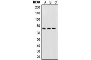 Western blot analysis of NF-kappaB p65 (pS468) expression in HeLa TNFa-treated (A), NIH3T3 LPS-treated (B), rat brain (C) whole cell lysates. (NF-kB p65 anticorps  (C-Term, pSer468))