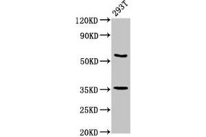 Western Blot Positive WB detected in: 293T whole cell lysate All lanes: LPP antibody at 7.